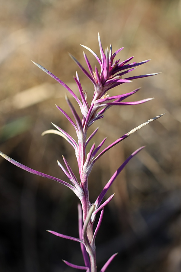 Изображение особи Rhaphidophyton regelii.