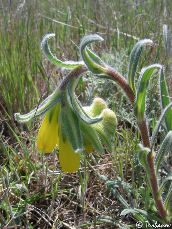 Image of Onosma taurica specimen.