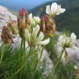 Trifolium polyphyllum. Верхушка цветущего растения. Адыгея, Кавказский биосферный заповедник, хр. Каменное Море, в расщелине скалы, ≈ 2000 м н.у.м. 27.06.2015.