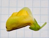 Vigna luteola