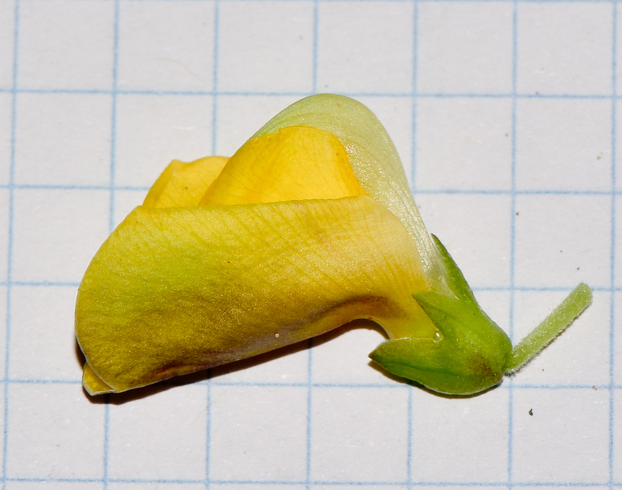 Image of Vigna luteola specimen.