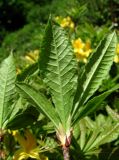 Rhododendron luteum