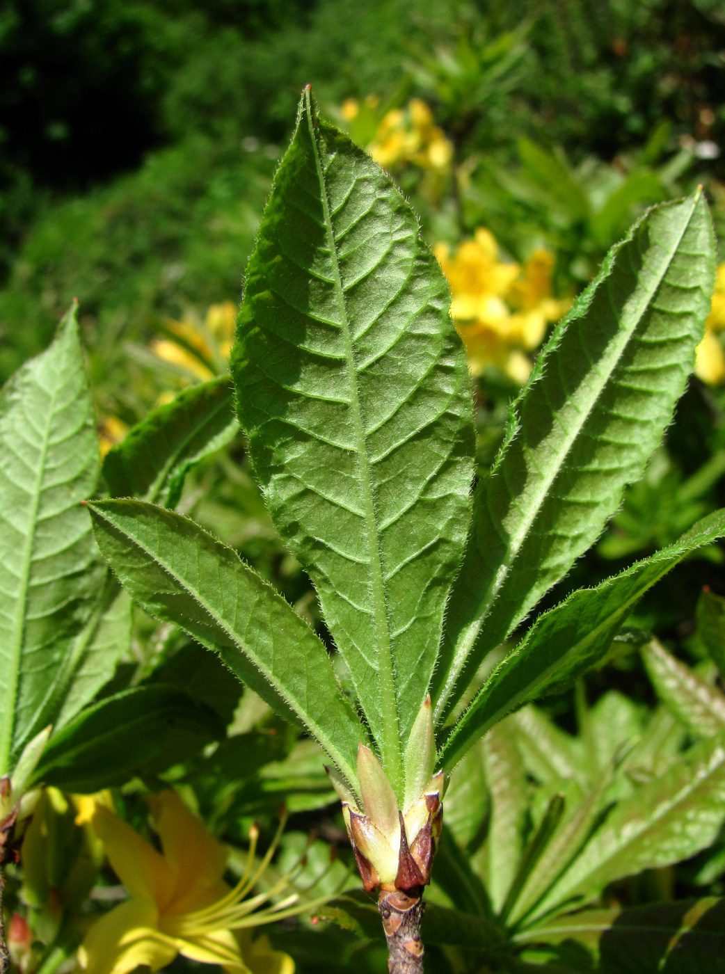 Изображение особи Rhododendron luteum.