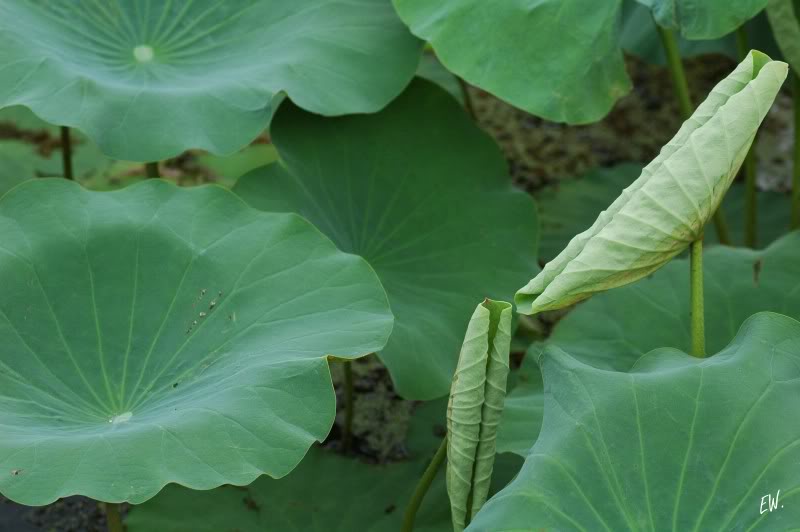 Изображение особи Nelumbo nucifera.