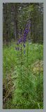 Aconitum baicalense