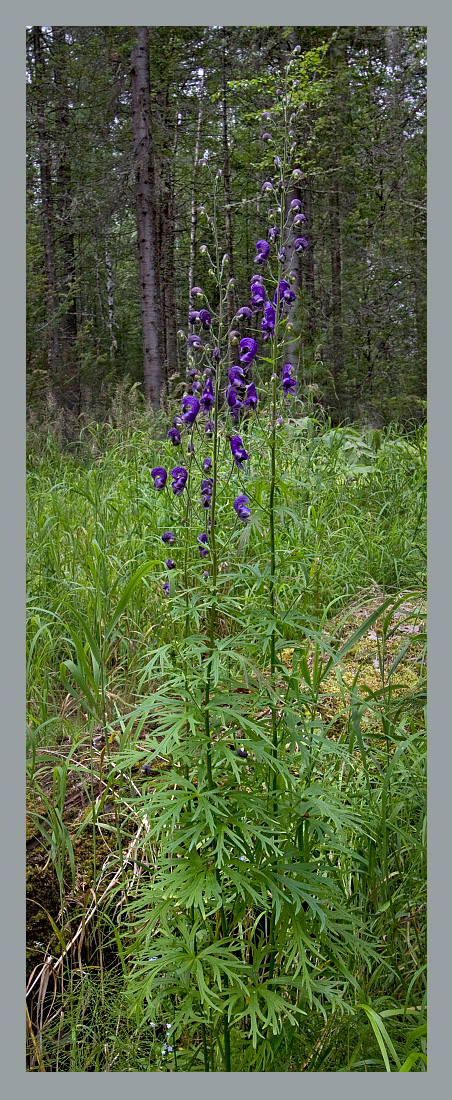 Изображение особи Aconitum baicalense.