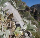 Potentilla divina. Листья. Адыгея, Кавказский биосферный заповедник, гора Фишт, альпийский пояс, ≈ 2300 м н.у.м., в расщелине скалы. 29.08.2015.