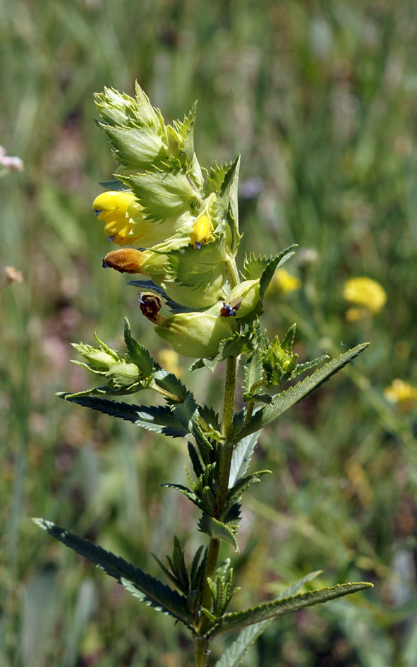 Изображение особи Rhinanthus songaricus.