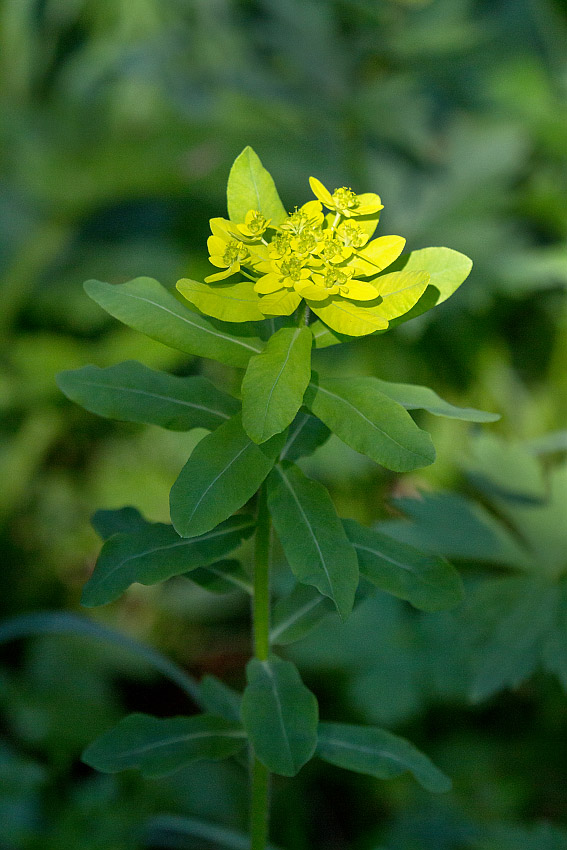 Изображение особи Euphorbia pilosa.