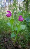 Cypripedium macranthos. Цветущие растения. Республика Алтай, Шебалинский р-н, окр. с. Камлак, сосновый лес правого борта долины р. Сема, нижняя часть склона. 05.06.2015.