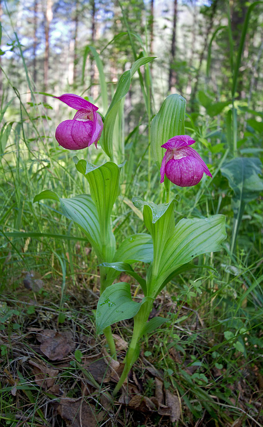 Изображение особи Cypripedium macranthos.