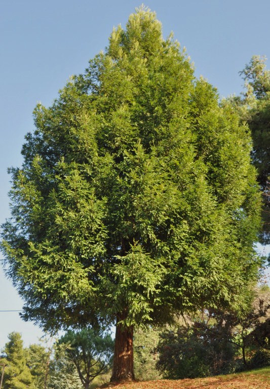 Image of Metasequoia glyptostroboides specimen.