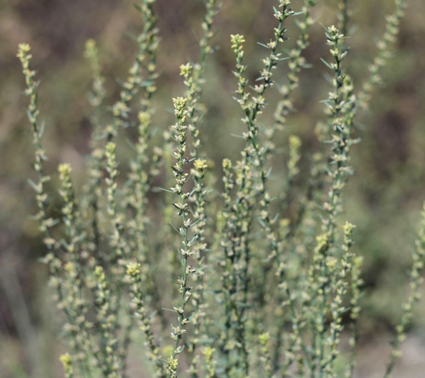 Image of Thymelaea passerina specimen.