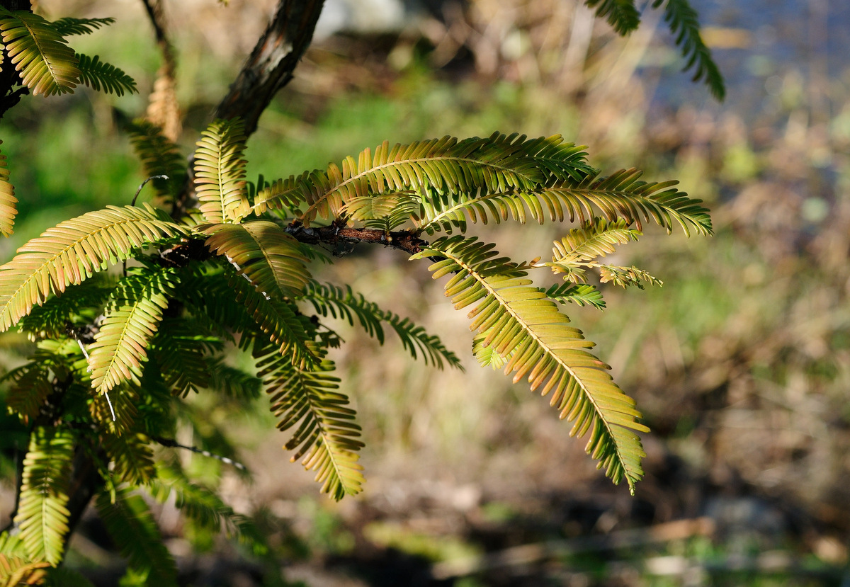 Изображение особи Metasequoia glyptostroboides.