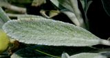 Sideritis euxina
