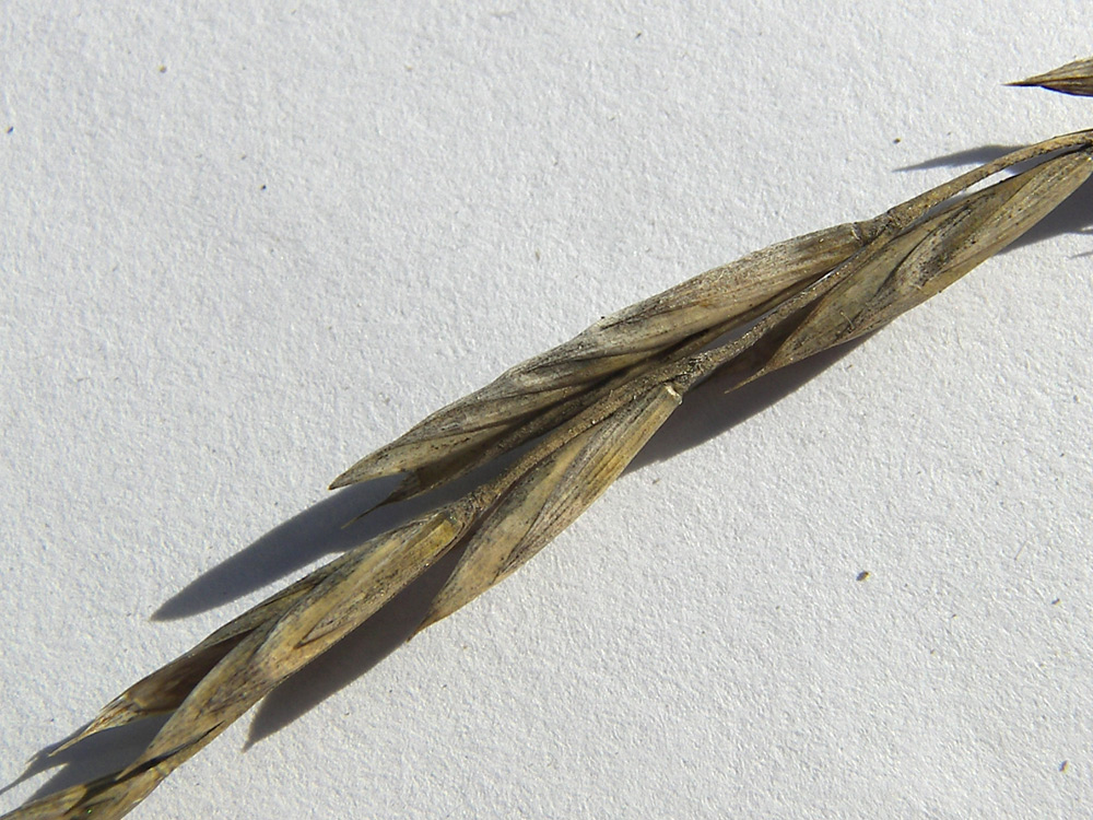 Image of Brachypodium rupestre specimen.