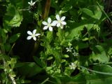 Moehringia lateriflora