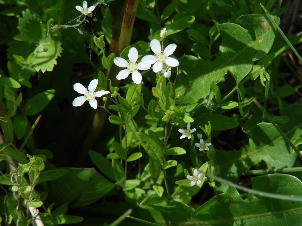 Image of Moehringia lateriflora specimen.