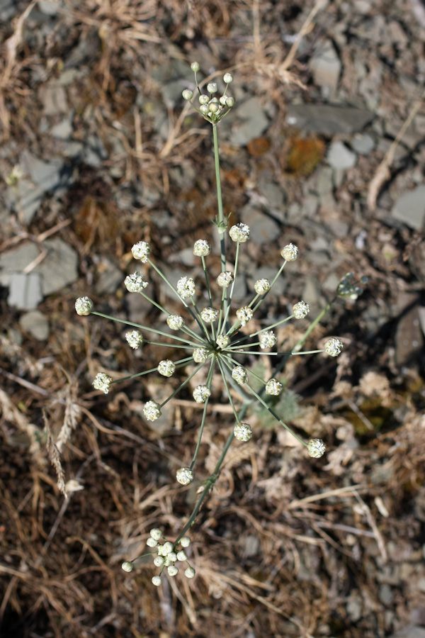 Image of Hyalolaena bupleuroides specimen.