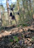 Pulsatilla pratensis. Отцветающие растения с отрастающими прикорневыми листьями. Украина, Киев, заказник \"Лесники\". 26 апреля 2007 г.