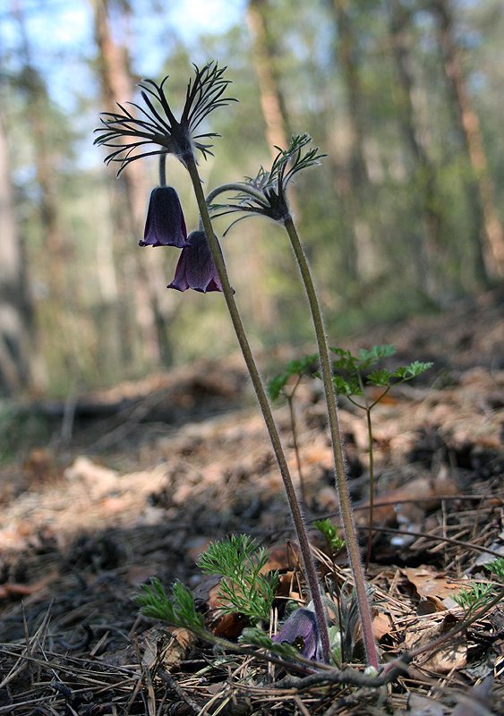 Изображение особи Pulsatilla pratensis.