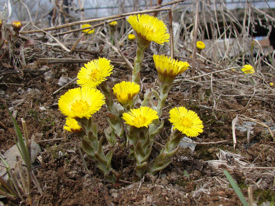 Image of Tussilago farfara specimen.