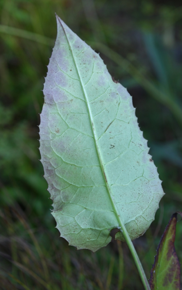 Image of Saussurea ussuriensis specimen.
