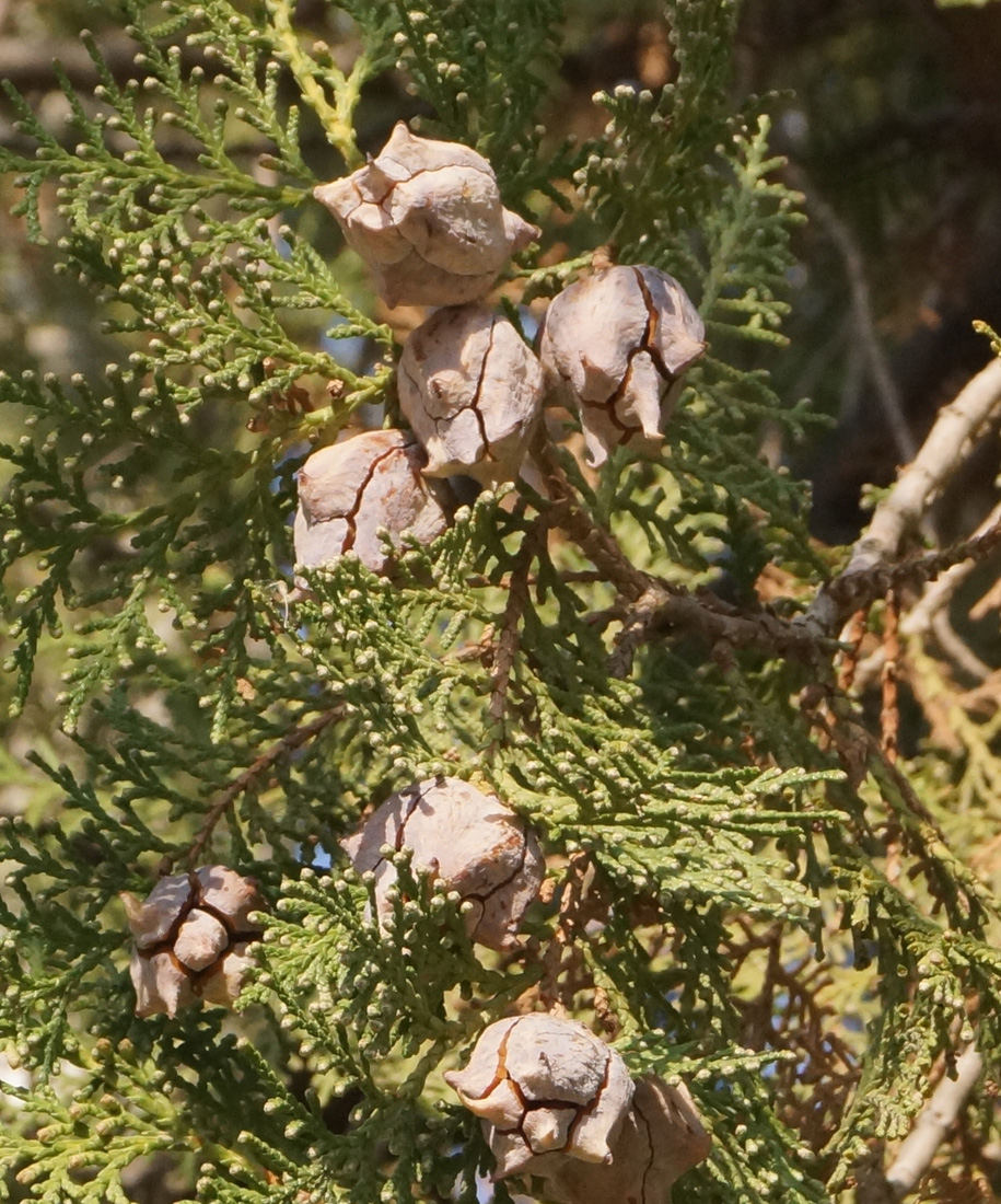 Image of Platycladus orientalis specimen.