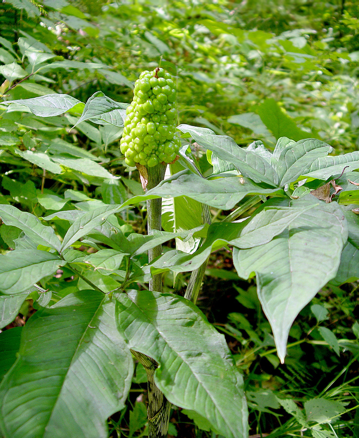 Изображение особи Arisaema peninsulae.