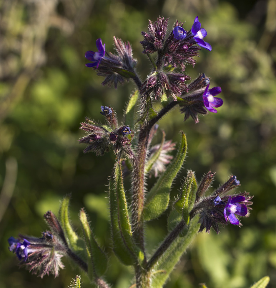 Image of Anchusa azurea specimen.