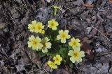 Primula vulgaris. Цветущее растение. Внутренняя гряда Крымских гор в р-не Бахчисарая. Конец апреля 2008 г.