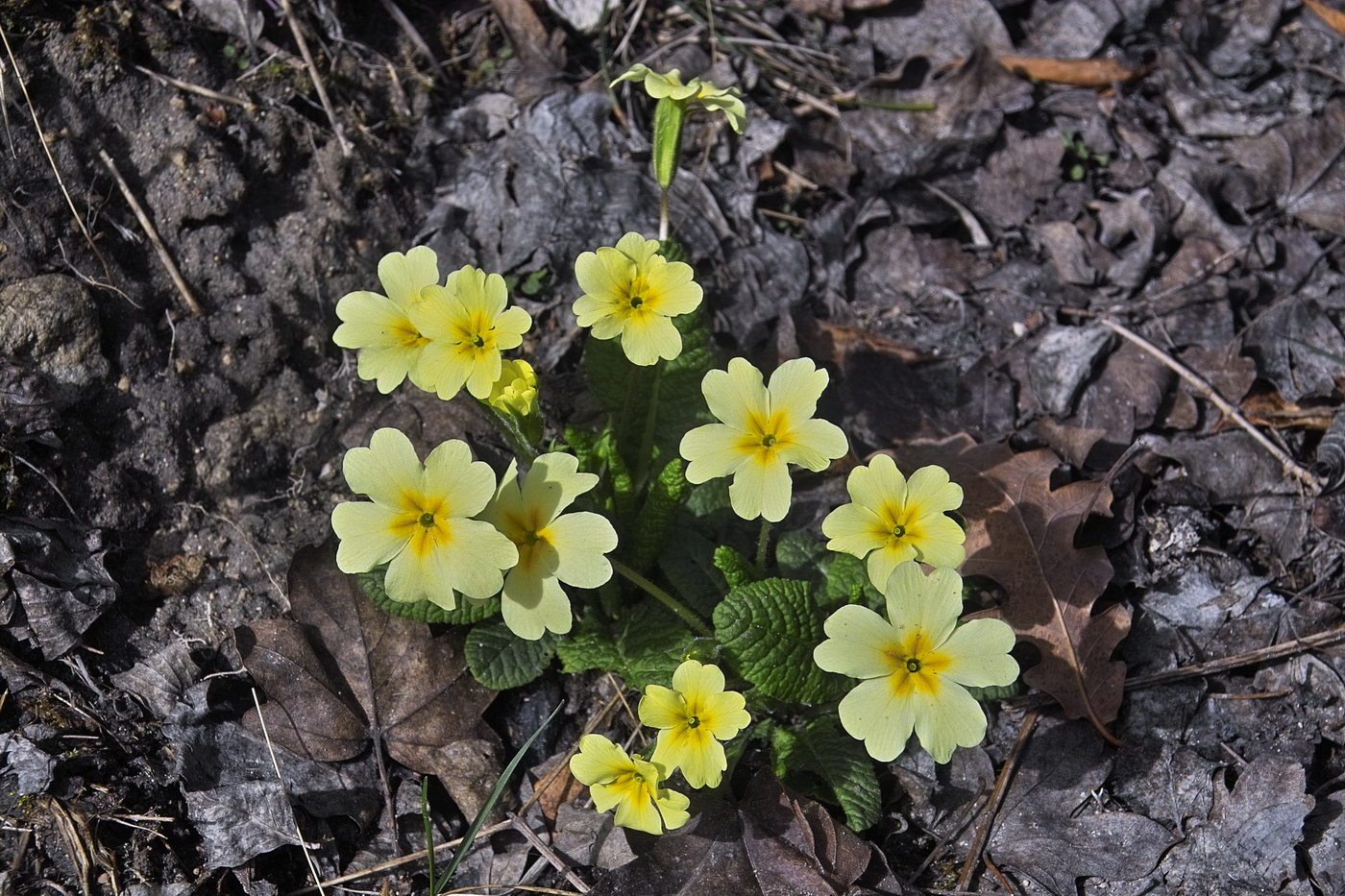 Image of Primula vulgaris specimen.