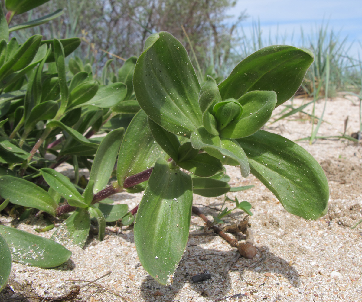 Image of Gypsophila perfoliata specimen.