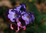 Pulmonaria obscura