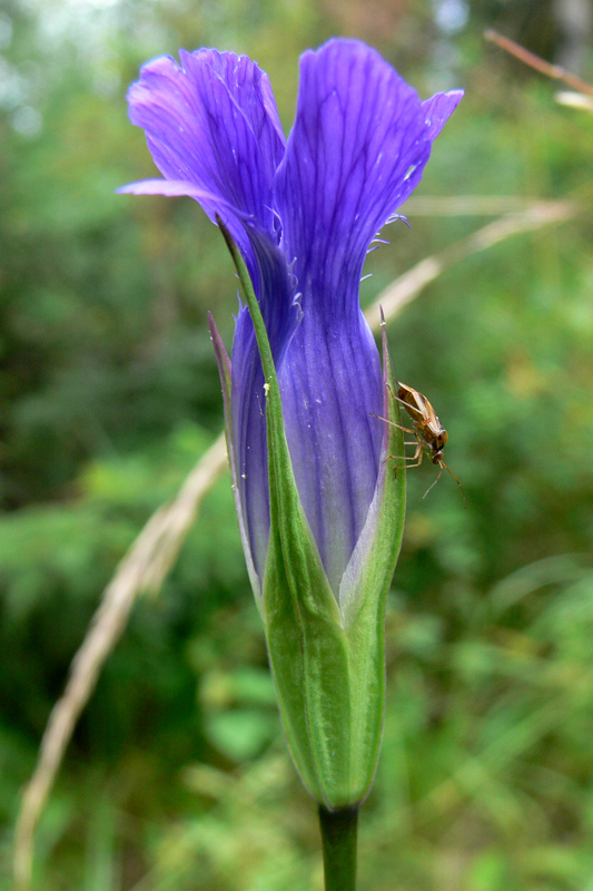Image of Gentianopsis barbata specimen.