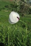 Papaver albiflorum. Цветок. Крым, Карадагский заповедник, гора Святая, склон с рудеральной растительностью среди посадок сосны. 14 мая 2015 г.