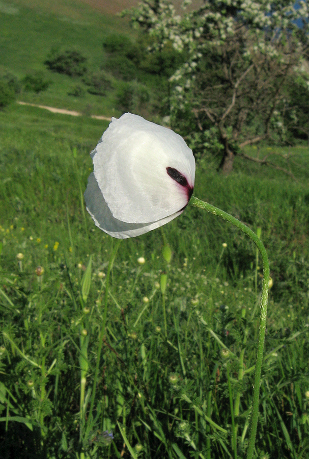 Изображение особи Papaver albiflorum.