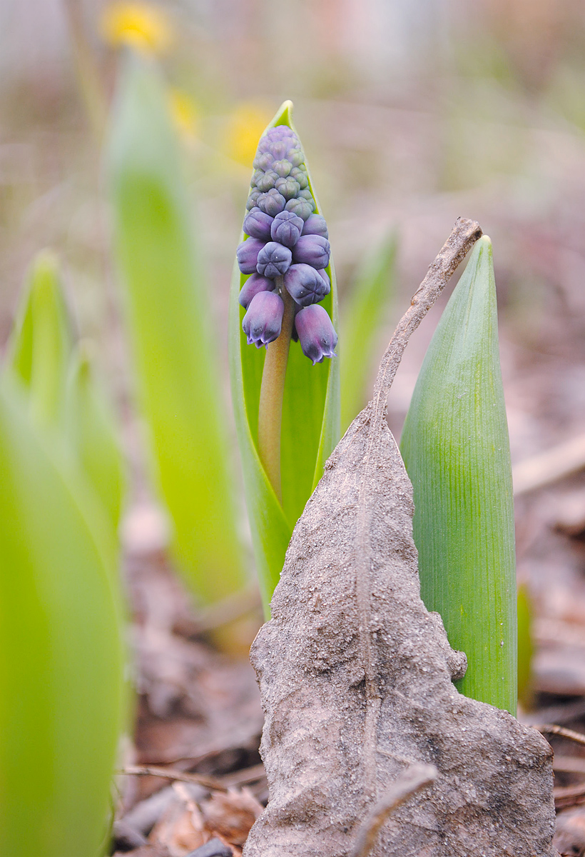 Изображение особи Muscari latifolium.