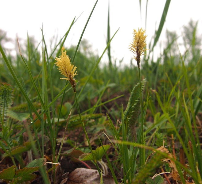 Image of genus Carex specimen.