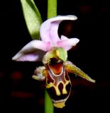 Ophrys oestrifera