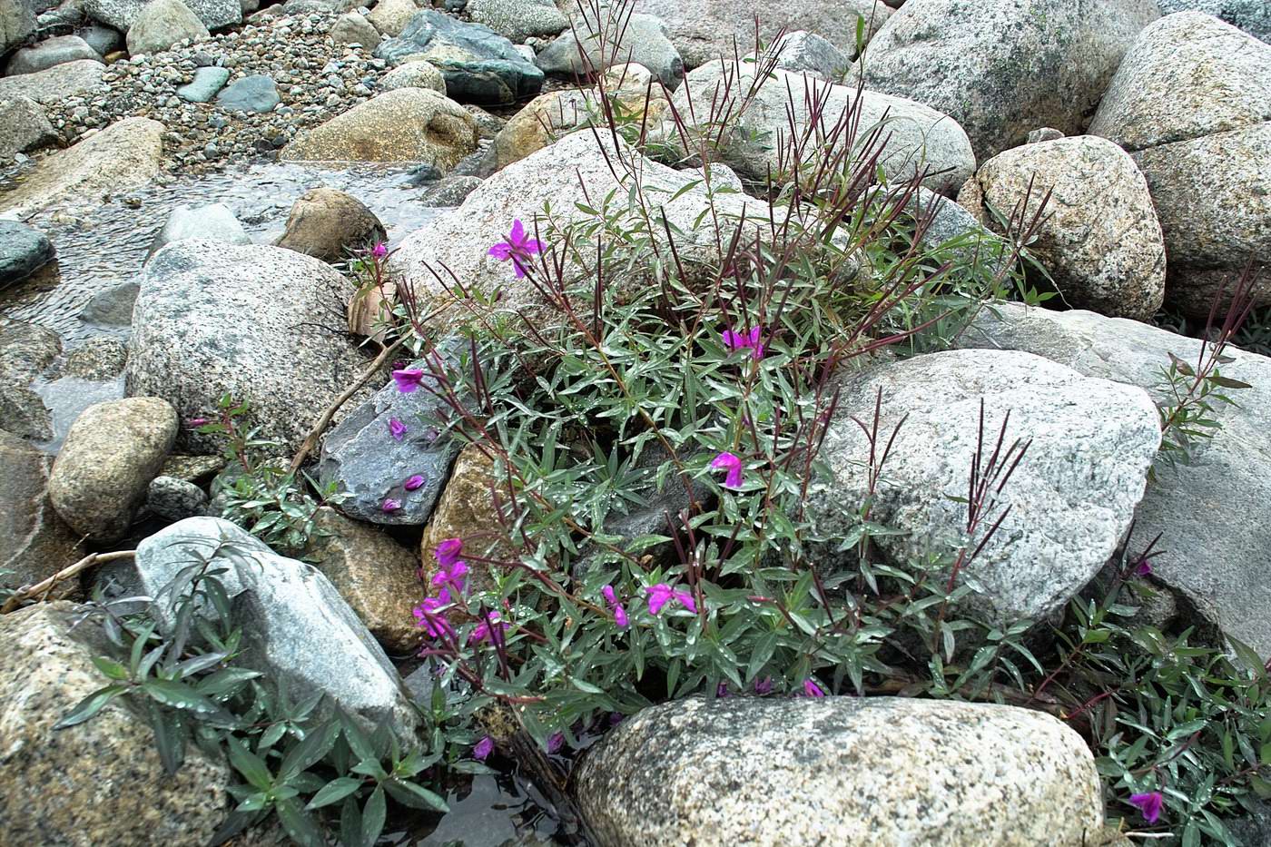 Image of Chamaenerion latifolium specimen.