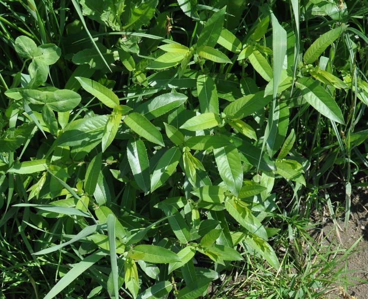 Изображение особи Salix triandra.