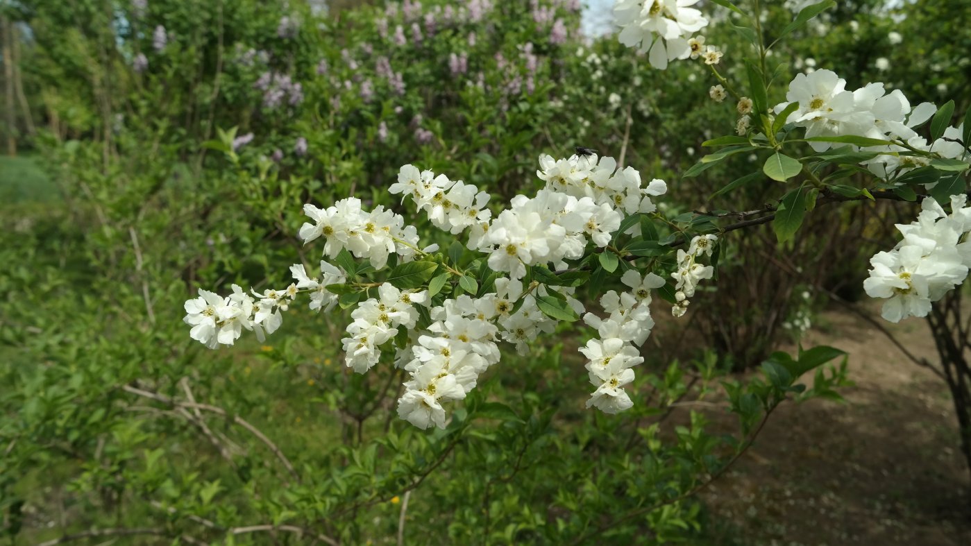 Image of Exochorda racemosa specimen.