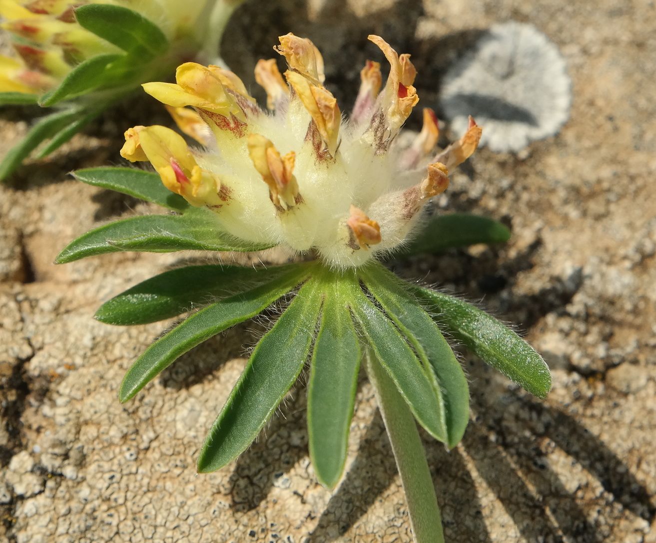 Image of Anthyllis taurica specimen.