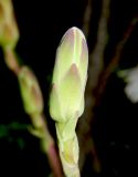 Lactuca tuberosa