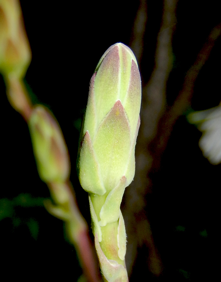 Изображение особи Lactuca tuberosa.