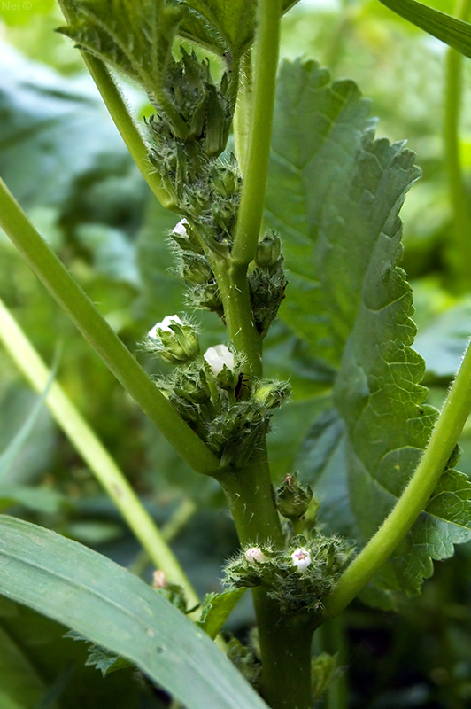 Image of Malva pusilla specimen.