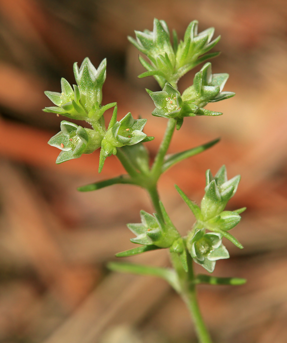 Image of Scleranthus annuus specimen.