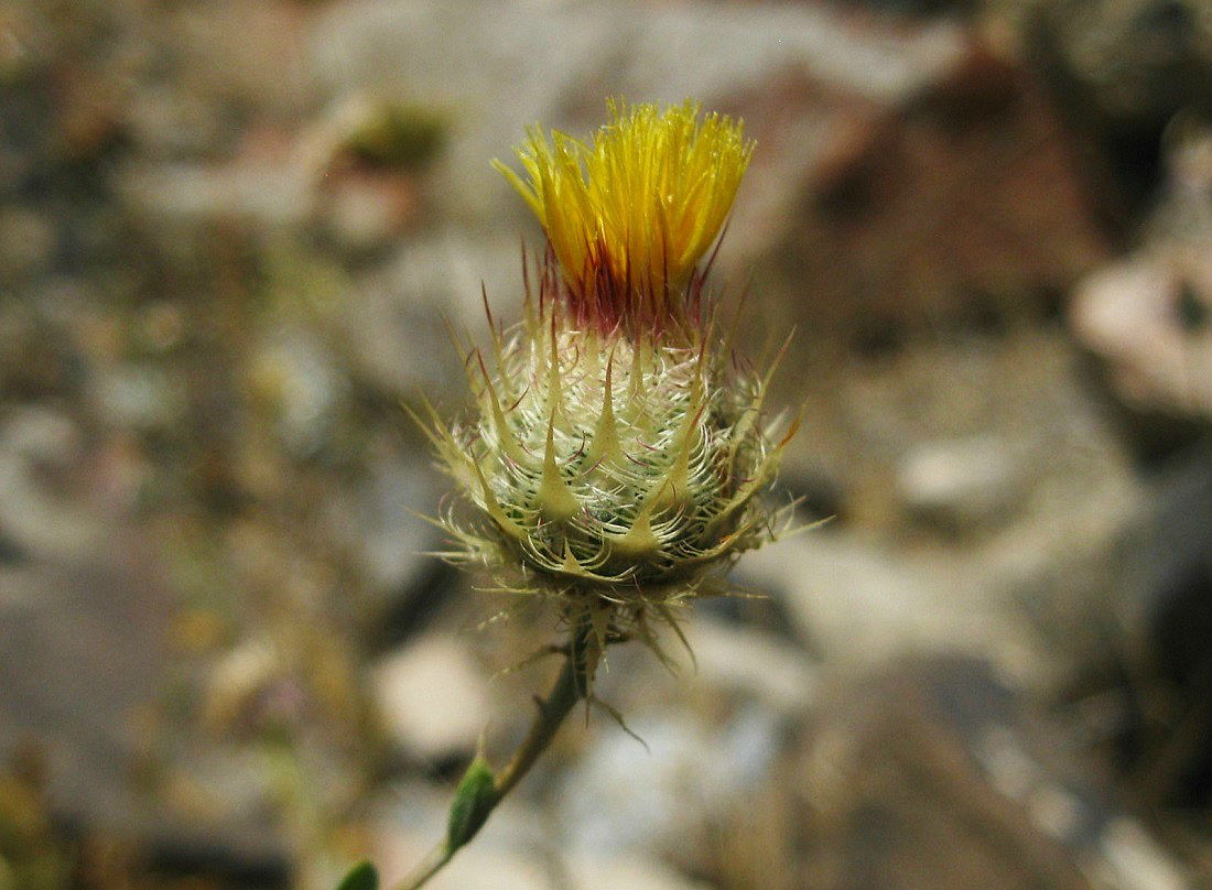 Image of Stizolophus balsamita specimen.