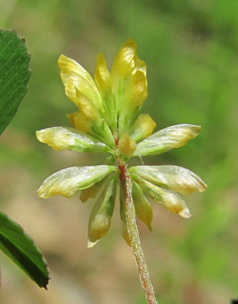 Image of Trifolium dubium specimen.